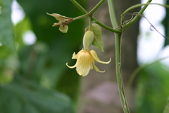 Monk fruit flowers